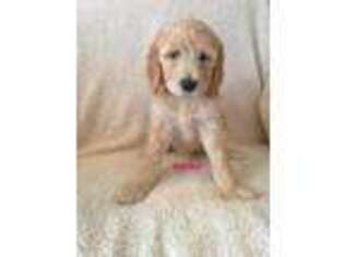 Goldendoodle Puppy for sale in New Madrid, MO, USA