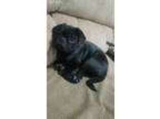 Pug Puppy for sale in Syracuse, IN, USA