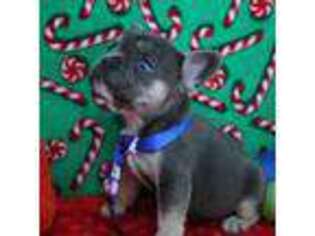 French Bulldog Puppy for sale in Pasadena, MD, USA