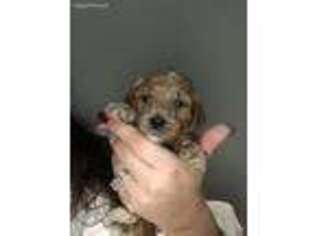 Mutt Puppy for sale in Lula, GA, USA