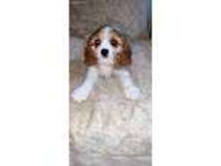 Cavalier King Charles Spaniel Puppy for sale in Bloomfield, NJ, USA