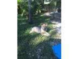 German Shepherd Dog Puppy for sale in Ruskin, FL, USA