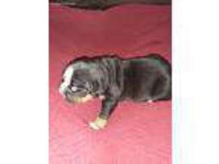 Olde English Bulldogge Puppy for sale in Southgate, MI, USA
