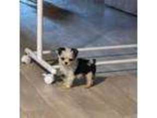 Yorkshire Terrier Puppy for sale in Enville, TN, USA