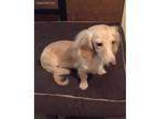 Dachshund Puppy for sale in Kenton, OH, USA