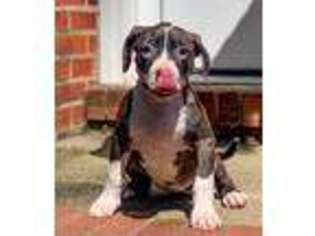 Mutt Puppy for sale in Jackson, SC, USA