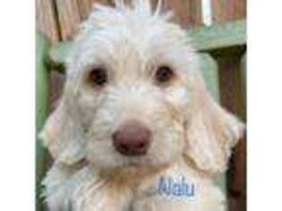 Labradoodle Puppy for sale in Palm Springs, CA, USA