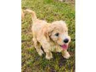 Goldendoodle Puppy for sale in Statesboro, GA, USA