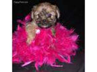 Shorkie Tzu Puppy for sale in Sunrise Beach, MO, USA