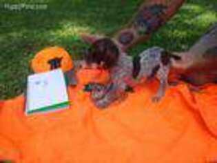 German Shorthaired Pointer Puppy for sale in Buena Vista, GA, USA