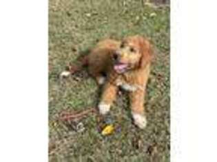 Goldendoodle Puppy for sale in Greenville, NC, USA