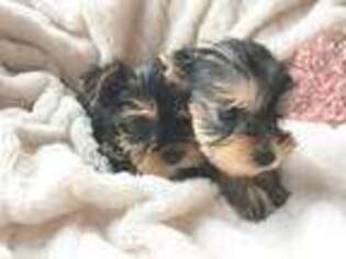 Yorkshire Terrier Puppy for sale in Central Lake, MI, USA