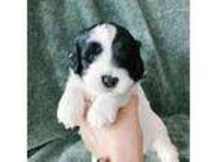 Portuguese Water Dog Puppy for sale in Lehi, UT, USA