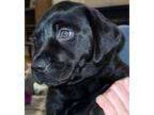 Labrador Retriever Puppy for sale in Holly Springs, NC, USA