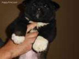 Akita Puppy for sale in Warren, OH, USA