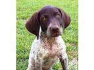 German Shorthaired Pointer Puppy for sale in CORRIGAN, TX, USA