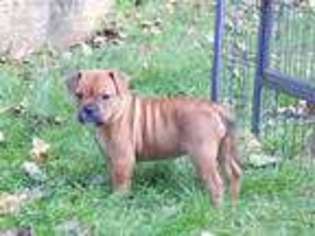 Olde English Bulldogge Puppy for sale in Blakeslee, PA, USA