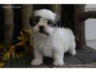 Mal-Shi Puppy for sale in Fresno, OH, USA