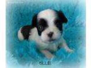 Mal-Shi Puppy for sale in Chagrin Falls, OH, USA