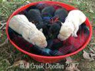 Labradoodle Puppy for sale in Talking Rock, GA, USA