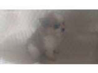 Pomeranian Puppy for sale in Buffalo, TX, USA