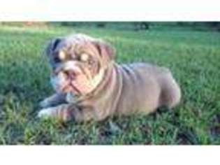 Bulldog Puppy for sale in Wolf Creek, OR, USA