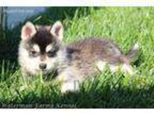 Alaskan Klee Kai Puppy for sale in Atwood, KS, USA