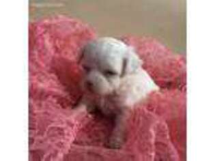 Chinese Crested Puppy for sale in Austin, AR, USA