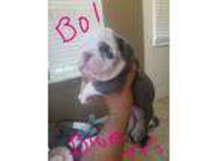 Bulldog Puppy for sale in Jerome, ID, USA