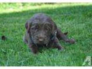Labradoodle Puppy for sale in PLATTSBURGH, NY, USA