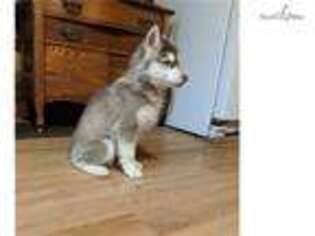 Siberian Husky Puppy for sale in Pittsburgh, PA, USA