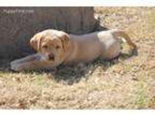 Labrador Retriever Puppy for sale in Glen Rose, TX, USA