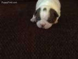 Boston Terrier Puppy for sale in Ardmore, OK, USA