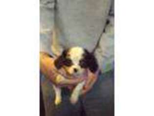 Cavalier King Charles Spaniel Puppy for sale in Maysville, GA, USA