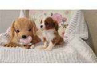 Cavalier King Charles Spaniel Puppy for sale in Fort Wayne, IN, USA