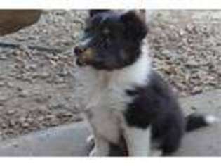 Shetland Sheepdog Puppy for sale in Tulsa, OK, USA