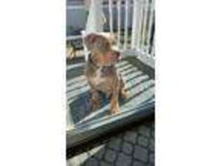Mutt Puppy for sale in Hicksville, NY, USA