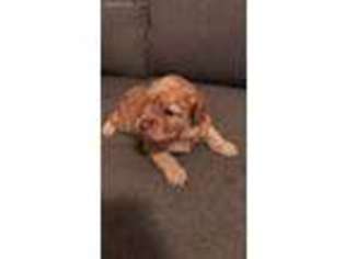 Cavapoo Puppy for sale in Piney Flats, TN, USA