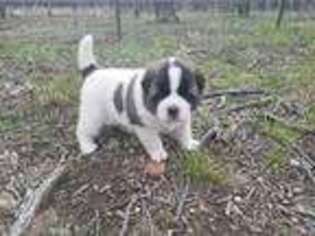 Akita Puppy for sale in Humansville, MO, USA