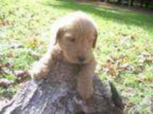 Labradoodle Puppy for sale in GLENFIELD, NY, USA