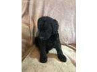 Goldendoodle Puppy for sale in Whitehall, MT, USA