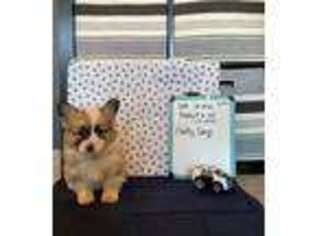 Pembroke Welsh Corgi Puppy for sale in Jacksonville, TX, USA