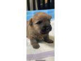 Cairn Terrier Puppy for sale in West Milton, OH, USA