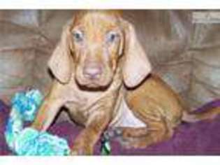 Vizsla Puppy for sale in Victoria, TX, USA