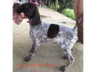 German Shorthaired Pointer Puppy for sale in Columbia, LA, USA