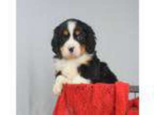 Bernese Mountain Dog Puppy for sale in Loudonville, OH, USA