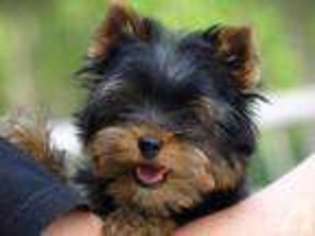 Yorkshire Terrier Puppy for sale in CURTICE, OH, USA
