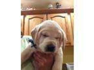 Labrador Retriever Puppy for sale in Greeley, IA, USA