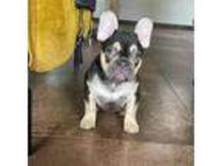 French Bulldog Puppy for sale in Clearwater, FL, USA