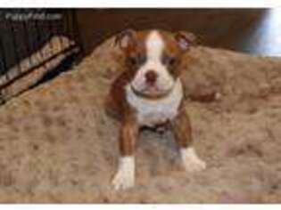 Boston Terrier Puppy for sale in Pottsboro, TX, USA